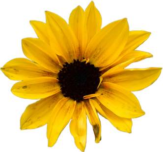 Realistic Sunflower Icon